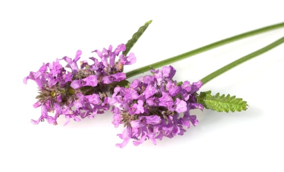 Ziest  Stachys  officinalis  Echter  Heilziest  Betonie