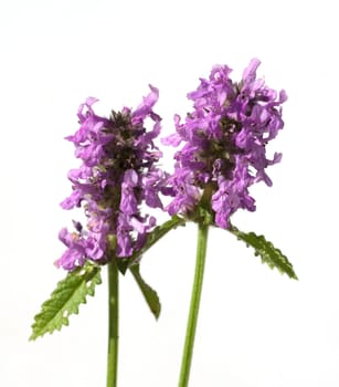 Ziest  Stachys  officinalis  Echter  Heilziest  Betonie