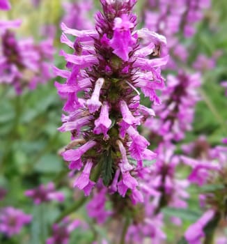Ziest  Stachys  officinalis  Echter  Heilziest  Betonie  Sommerblume  Ziestbluete  Heilpflanze