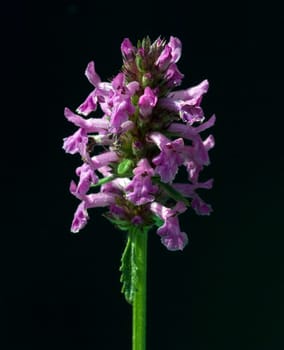 Ziest  Stachys officinalis