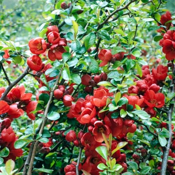 Zierquitte, Choenomeles japonica