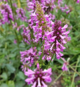 Ziest  Stachys  officinalis  Echter  Heilziest  Betonie  Sommerblume  Ziestbluete  Heilpflanze