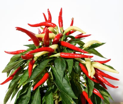 Topfchili, Zierpaprika, Capsicum Medusa, ist eine Gewuerz- und Zierpflanze mit roten und gelben Schoten die sehr scharf sind. Pot chili, ornamental paprika, Capsicum medusa, is a spice and ornamental plant with red and yellow pods that are very spicy.