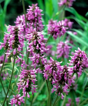 Ziest, Echter, Stachys officinalis, Heilpflanze, Stachys, Echter Ziest.