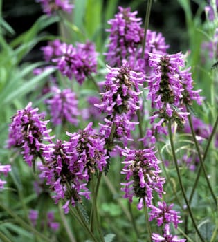 Ziest, Echter, Stachys officinalis, Heilpflanze.