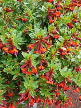 Zigarettenbluemchen, Cuphea Llavea