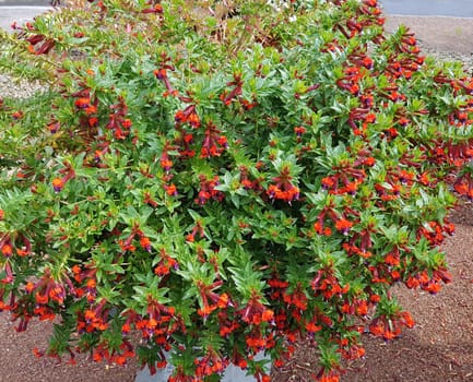 Zigarettenbluemchen, Cuphea Llavea