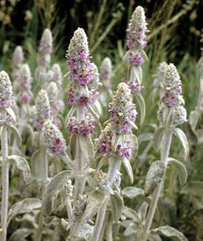 Ziest, Stachys byzantina