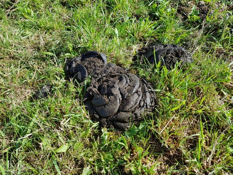 Kuhfladen sind die Darmausscheidungen der Kuh bzw. der Rinder, der auch als Duenger auf den Feldern verwendet wird. Cow pats are the gut excrements of the cow or the cattle, which is also used as Duenger on the fields.