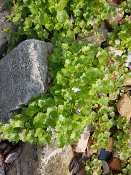 Zimbelkraut  Cymbalaria muralis  Heilpflanze