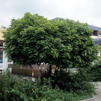 Kugelahorn, Ahorn, Acer