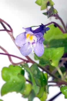 Zimbelkraut  Cymbalaria muralis