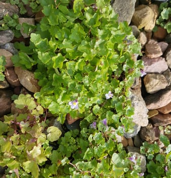 Zimbelkraut  Cymbalaria muralis  Heilpflanze