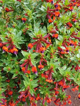 Zigarettenbluemchen, Cuphea Llavea