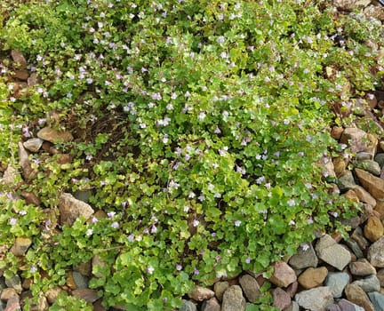 Zimbelkraut  Cymbalaria muralis  Heilpflanze