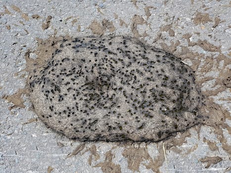 Kuhfladen sind die Darmausscheidungen der Kuh bzw. der Rinder, der auch als Duenger auf den Feldern verwendet wird. Cow pats are the gut excrements of the cow or the cattle, which is also used as Duenger on the fields.