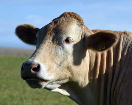 Kuhweide mit Rinder der Rasse Aquitaine. Cow pasture with cattle of the Aquitaine breed.