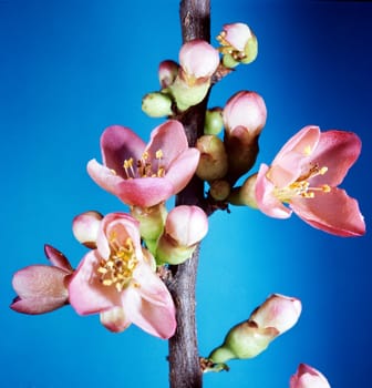 Zierquitte, Choenomeles, japonica