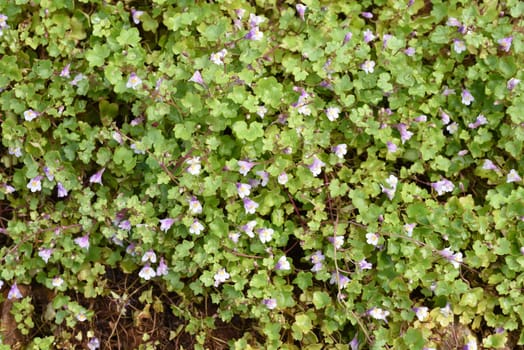 Zimbelkraut  Cymbalaria muralis  Heilpflanze