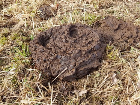 Kuhfladen sind die Darmausscheidungen der Kuh bzw. der Rinder, der auch als Duenger auf den Feldern verwendet wird. Cow pats are the gut excrements of the cow or the cattle, which is also used as Duenger on the fields.