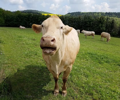 Kuhweide mit Rinder der Rasse Aquitaine. Cow pasture with cattle of the Aquitaine breed.