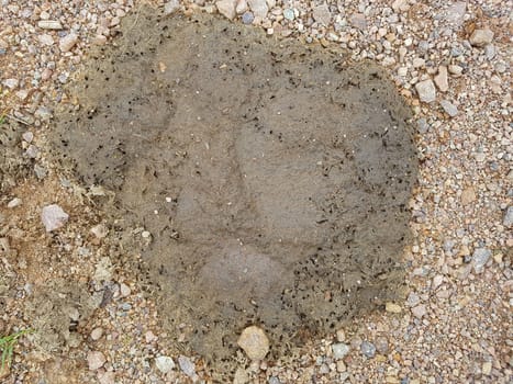 Kuhfladen sind die Darmausscheidungen der Kuh bzw. der Rinder, der auch als Duenger auf den Feldern verwendet wird. Cow pats are the gut excrements of the cow or the cattle, which is also used as Duenger on the fields.