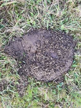 Kuhfladen sind die Darmausscheidungen der Kuh bzw. der Rinder, der auch als Duenger auf den Feldern verwendet wird. Cow pats are the gut excrements of the cow or the cattle, which is also used as Duenger on the fields.