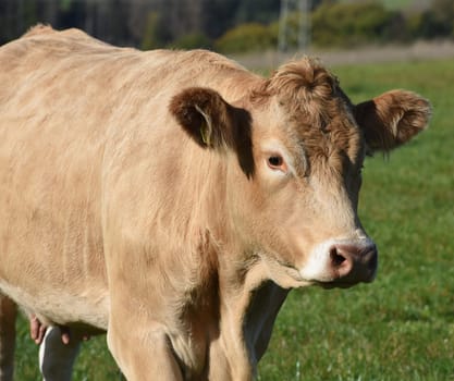 Kuhweide mit Rinder der Rasse Aquitaine. Cow pasture with cattle of the Aquitaine breed.