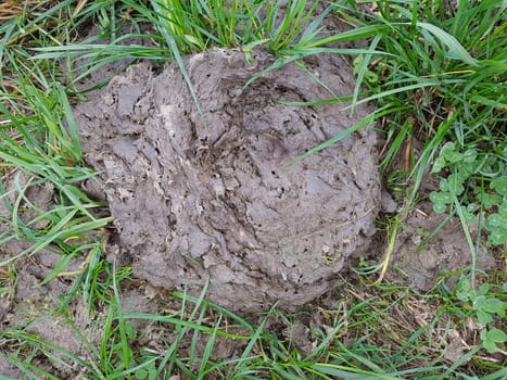 Kuhfladen sind die Darmausscheidungen der Kuh bzw. der Rinder, der auch als Duenger auf den Feldern verwendet wird. Cow pats are the gut excrements of the cow or the cattle, which is also used as Duenger on the fields.