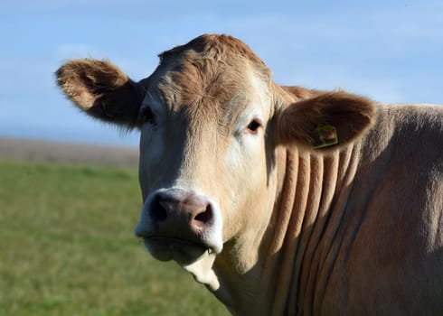 Kuhweide mit Rinder der Rasse Aquitaine. Cow pasture with cattle of the Aquitaine breed.