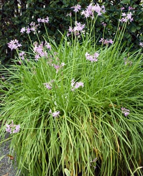 Zimmerknoblauch, Tulbaghia, violacea, Kaplilie, Knobiflirt