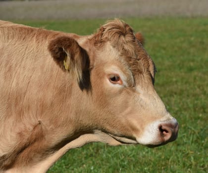 Kuhweide mit Rinder der Rasse Aquitaine. Cow pasture with cattle of the Aquitaine breed.