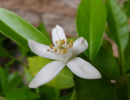 Zitronen, Citrus, limon