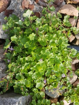 Zimbelkraut  Cymbalaria muralis  Heilpflanze