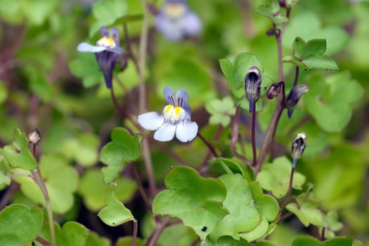 Zimbelkraut  Cymbalaria muralis