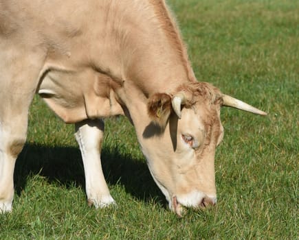 Kuhweide mit Rinder der Rasse Aquitaine. Cow pasture with cattle of the Aquitaine breed.