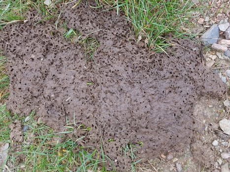 Kuhfladen sind die Darmausscheidungen der Kuh bzw. der Rinder, der auch als Duenger auf den Feldern verwendet wird. Cow pats are the gut excrements of the cow or the cattle, which is also used as Duenger on the fields.