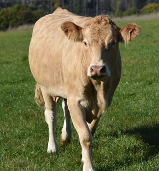 Kuhweide mit Rinder der Rasse Aquitaine. Cow pasture with cattle of the Aquitaine breed.
