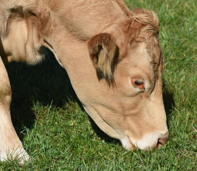 Kuhweide mit Rinder der Rasse Aquitaine. Cow pasture with cattle of the Aquitaine breed.