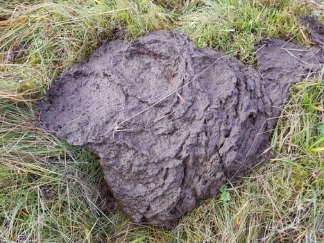 Kuhfladen sind die Darmausscheidungen der Kuh bzw. der Rinder, der auch als Duenger auf den Feldern verwendet wird. Cow pats are the gut excrements of the cow or the cattle, which is also used as Duenger on the fields.