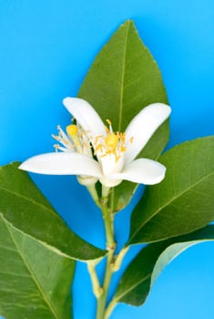 Zitronenbluete  Citrus limon