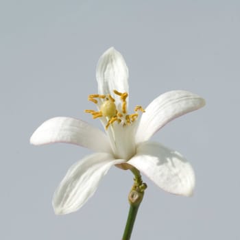Zitronenbluete, Citrus limon, Heilpflanzen