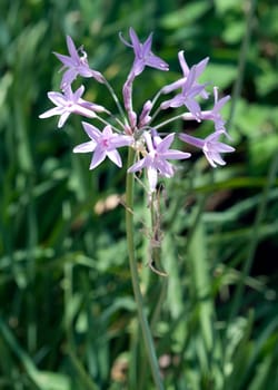 Zimmerknoblauch, Tulbaghia violacea