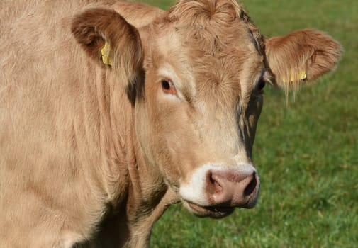 Kuhweide mit Rinder der Rasse Aquitaine. Cow pasture with cattle of the Aquitaine breed.