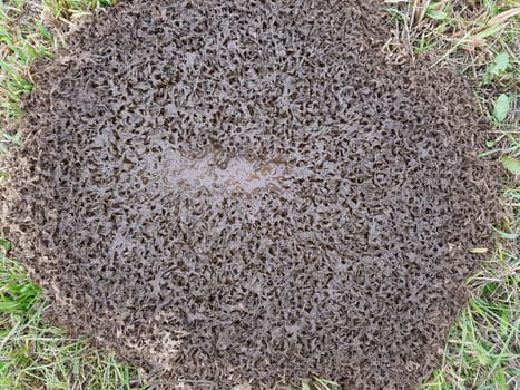 Kuhfladen sind die Darmausscheidungen der Kuh bzw. der Rinder, der auch als Duenger auf den Feldern verwendet wird. Cow pats are the gut excrements of the cow or the cattle, which is also used as Duenger on the fields.