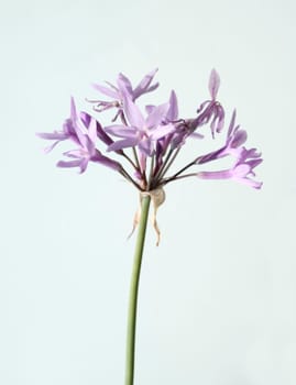 Zimmerknoblauch  Tulbaghia violacea  Kaplilie