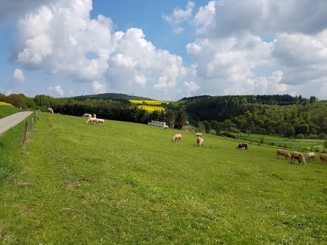 Kuhweide mit Rinder der Rasse Aquitaine. Cow pasture with cattle of the Aquitaine breed.
