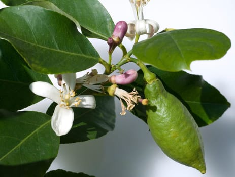 Zitronenbluete, Zitrone, Exotische Frucht, exotisch, Suedfrucht
