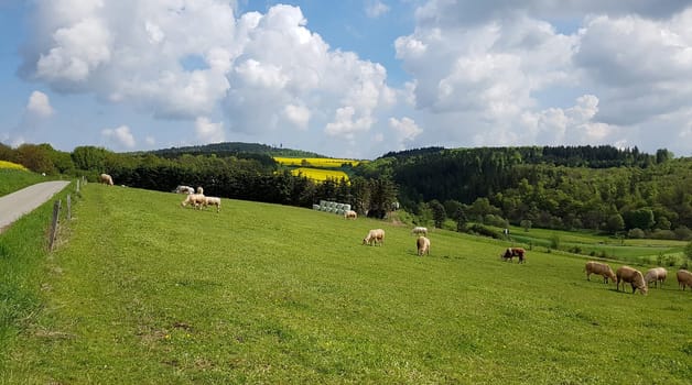 Kuhweide mit Rinder der Rasse Aquitaine. Cow pasture with cattle of the Aquitaine breed.