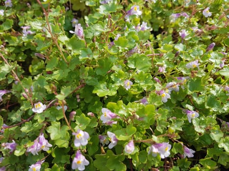Zimbelkraut  Cymbalaria muralis  Heilpflanze